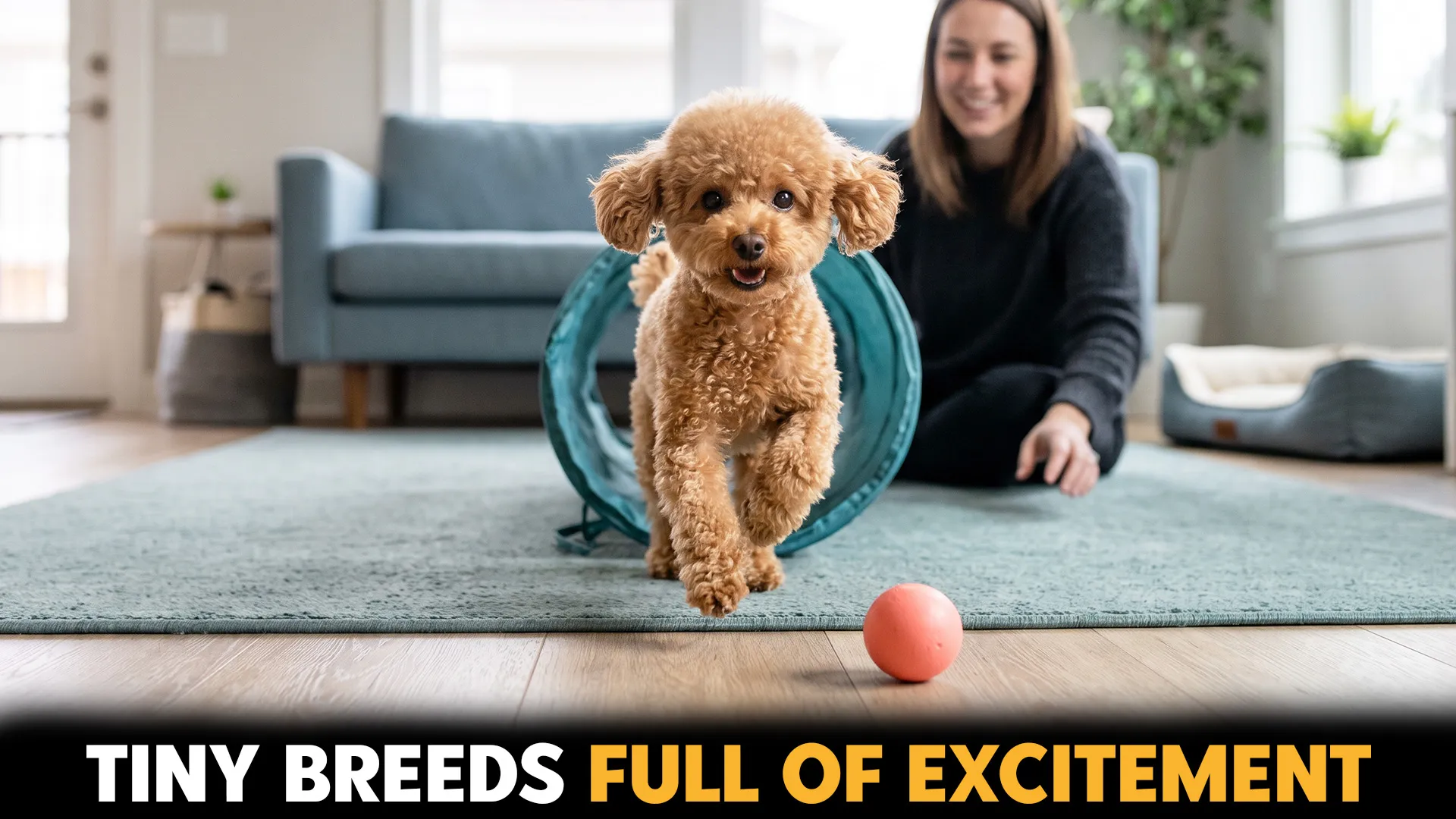 9 Lively Small Dog Breeds That Will Bring Endless Fun Home
