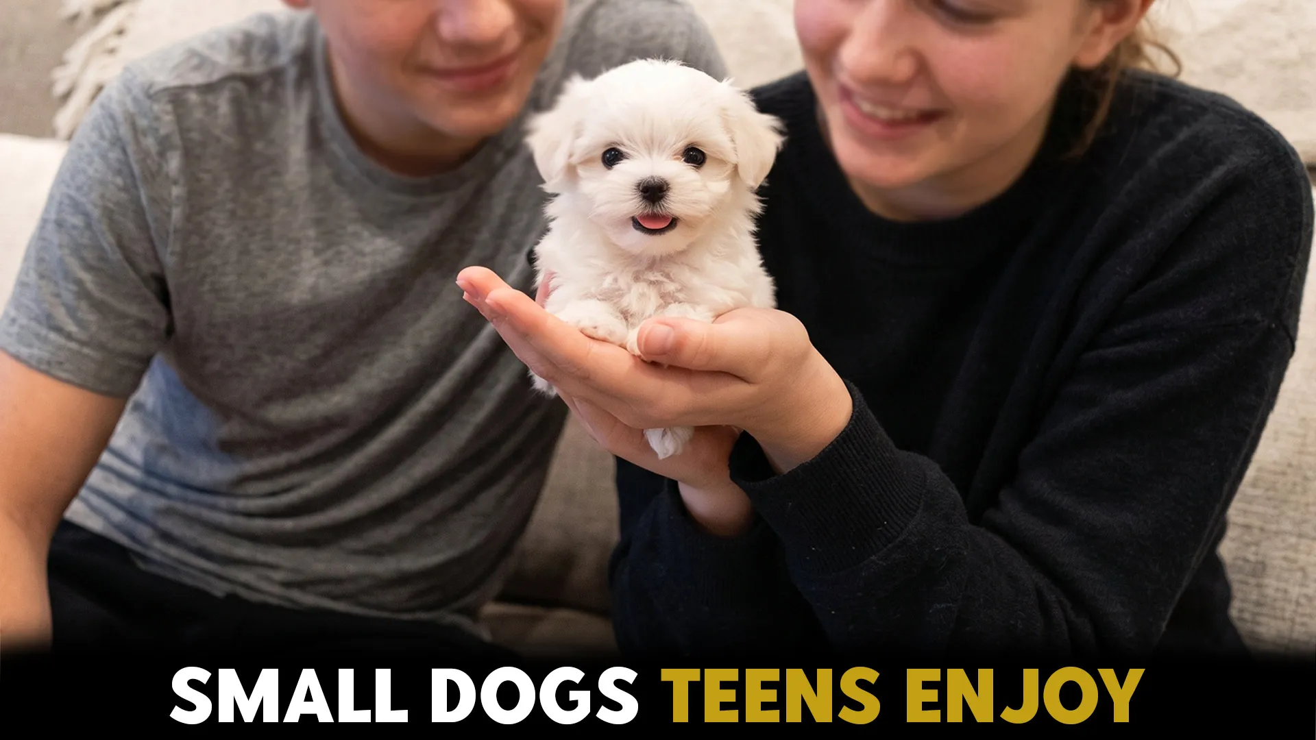 7 Adorable Toy Dog Breeds Ideal For Families With Teens