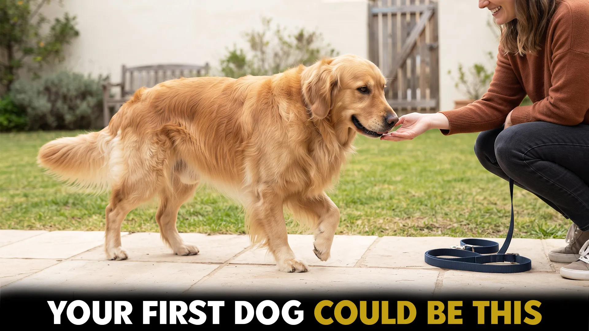 7 Amazing Dog Breeds Suited for First-Time Owners