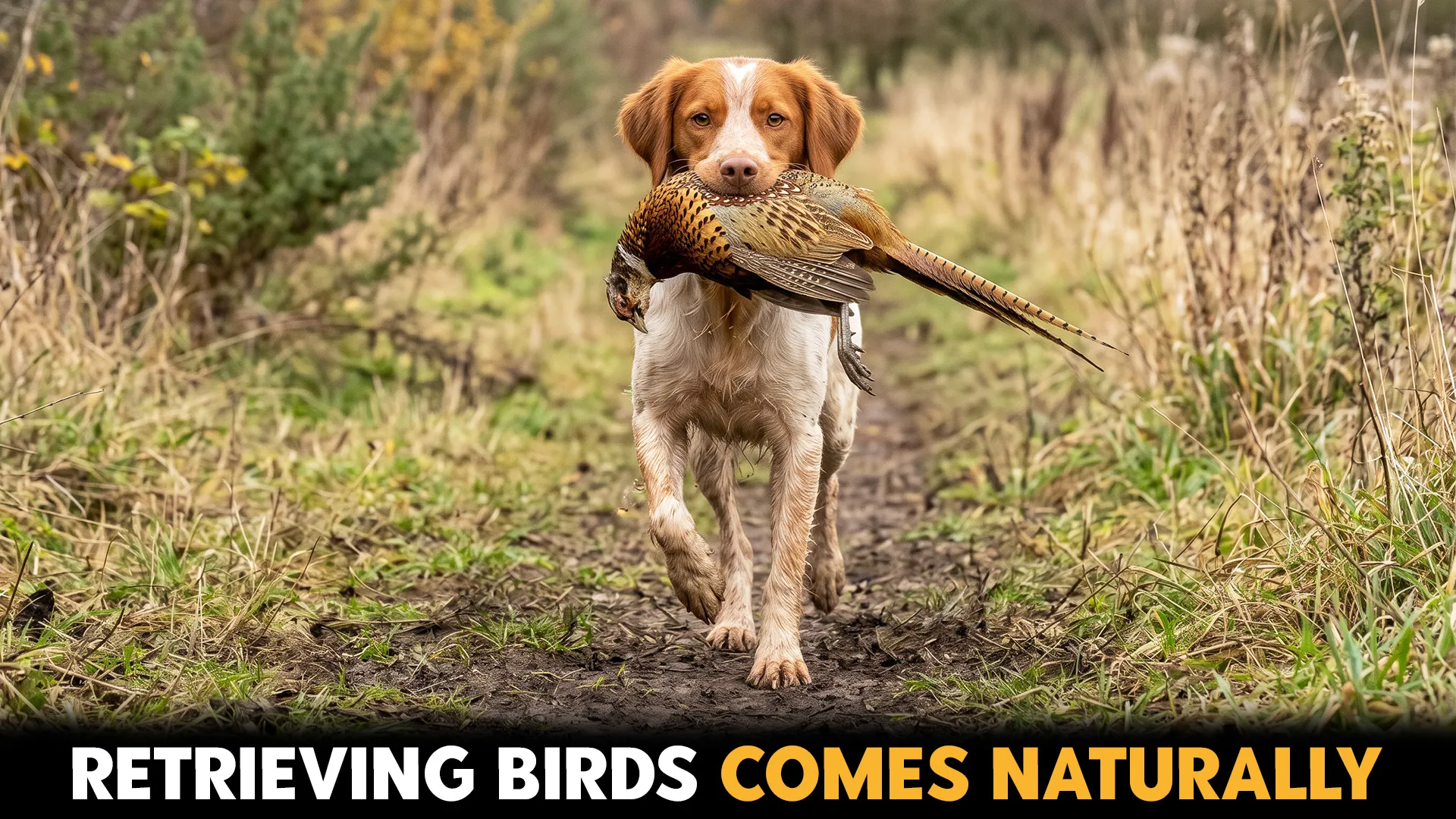 amazing dog breeds for tracking and retrieving birds
