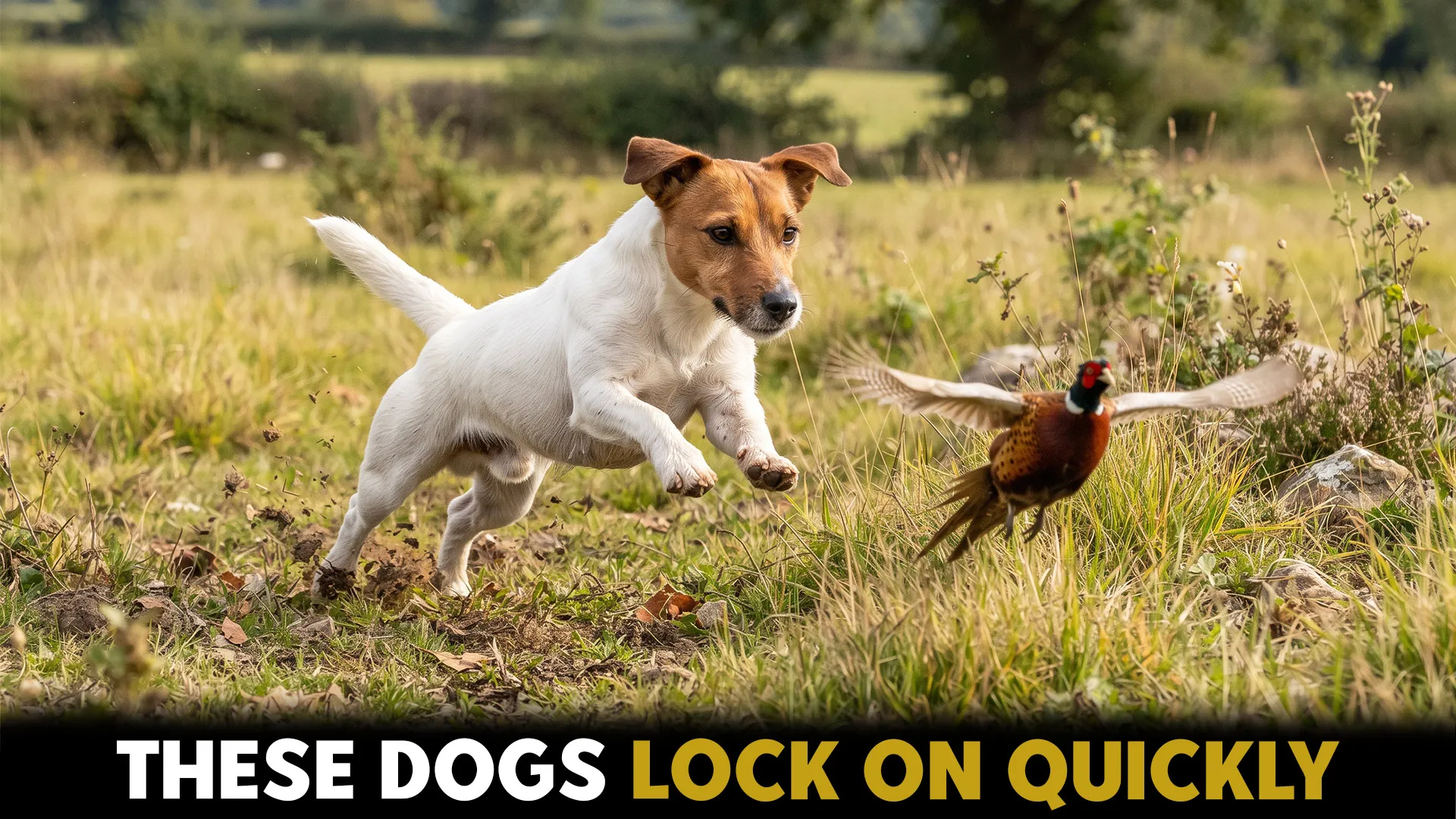 7 Amazing Dog Breeds with a Strong Prey Drive