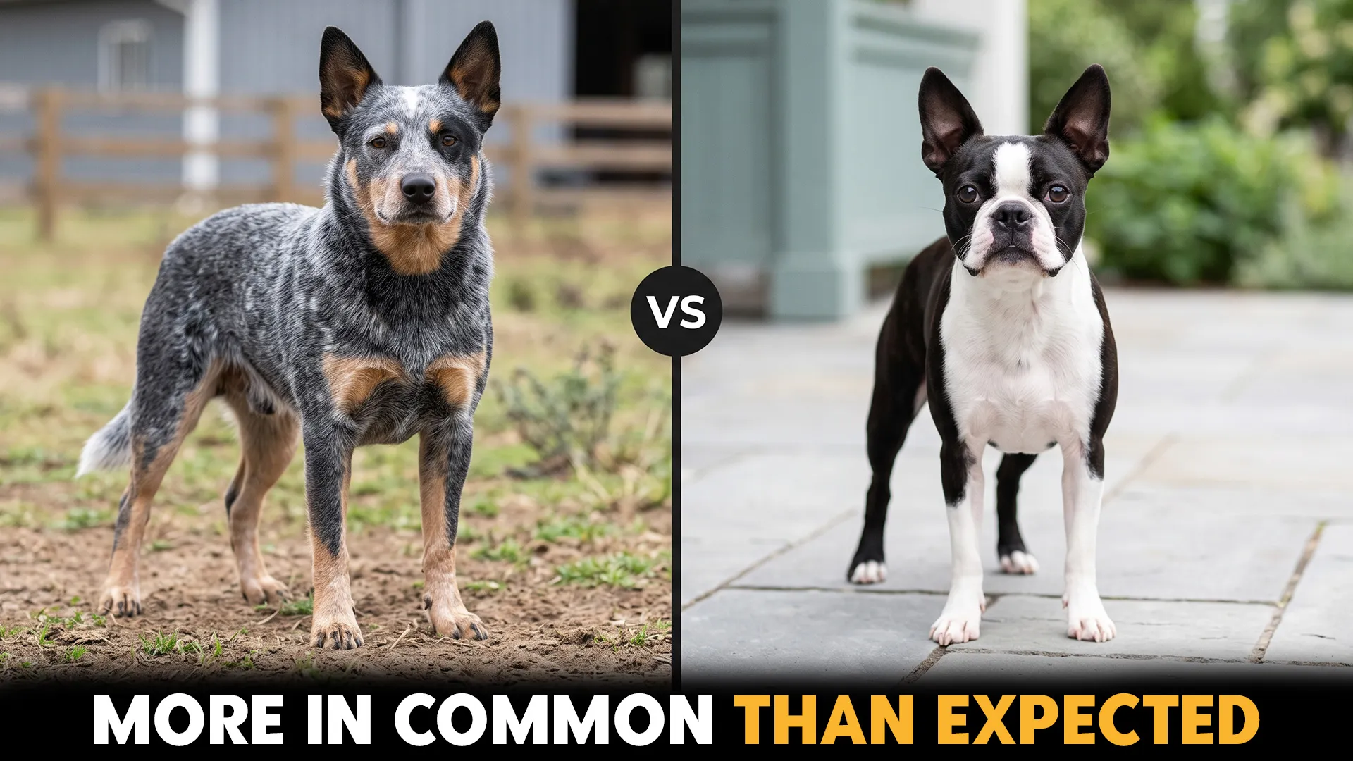 australian cattle dog vs boston terrier