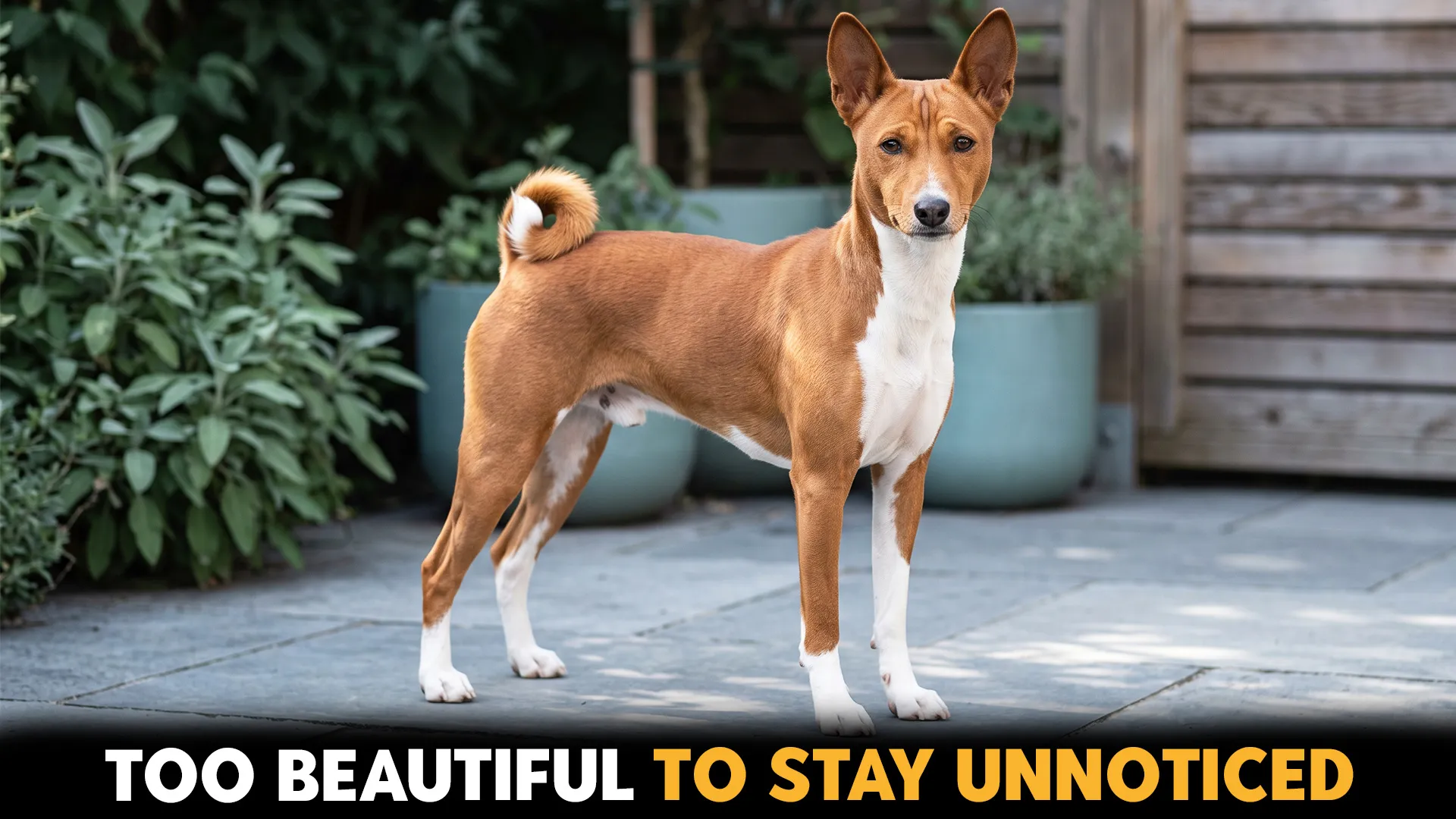 beautiful dog breeds featuring short sleek fur