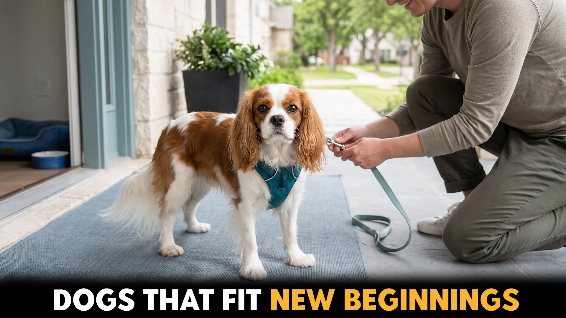 best dog breeds for first time homeowners