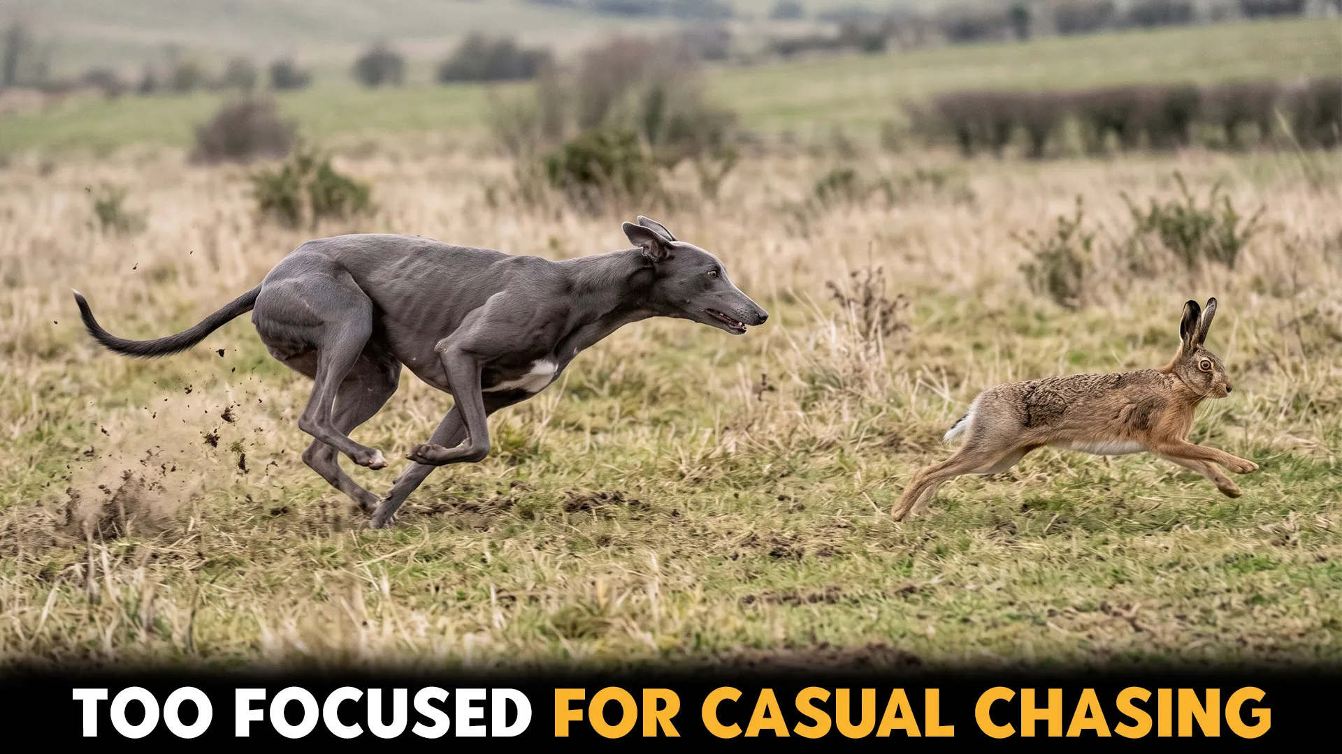 7 Dog Breeds That Demonstrate Incredible Prey Drive