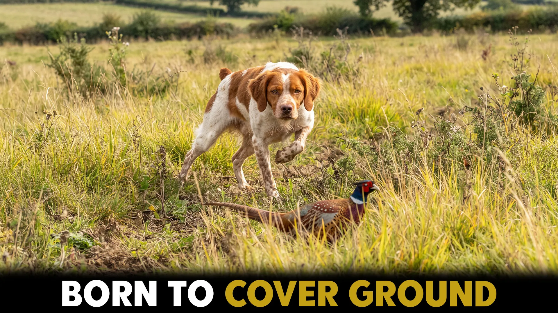 excellent dog breeds for upland games hunting