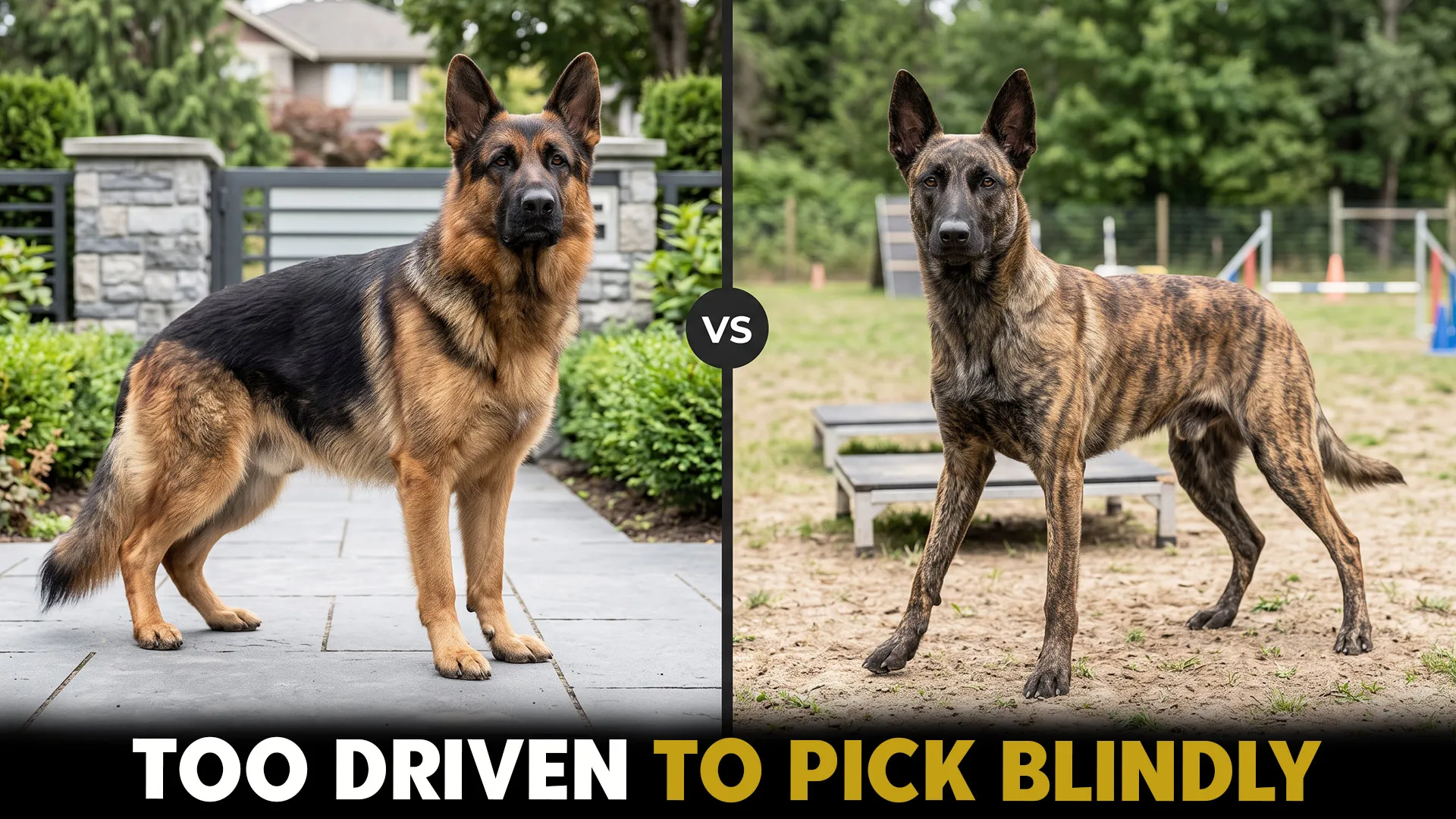 german shepherd dog breeds vs dutch shepherd suprising facts