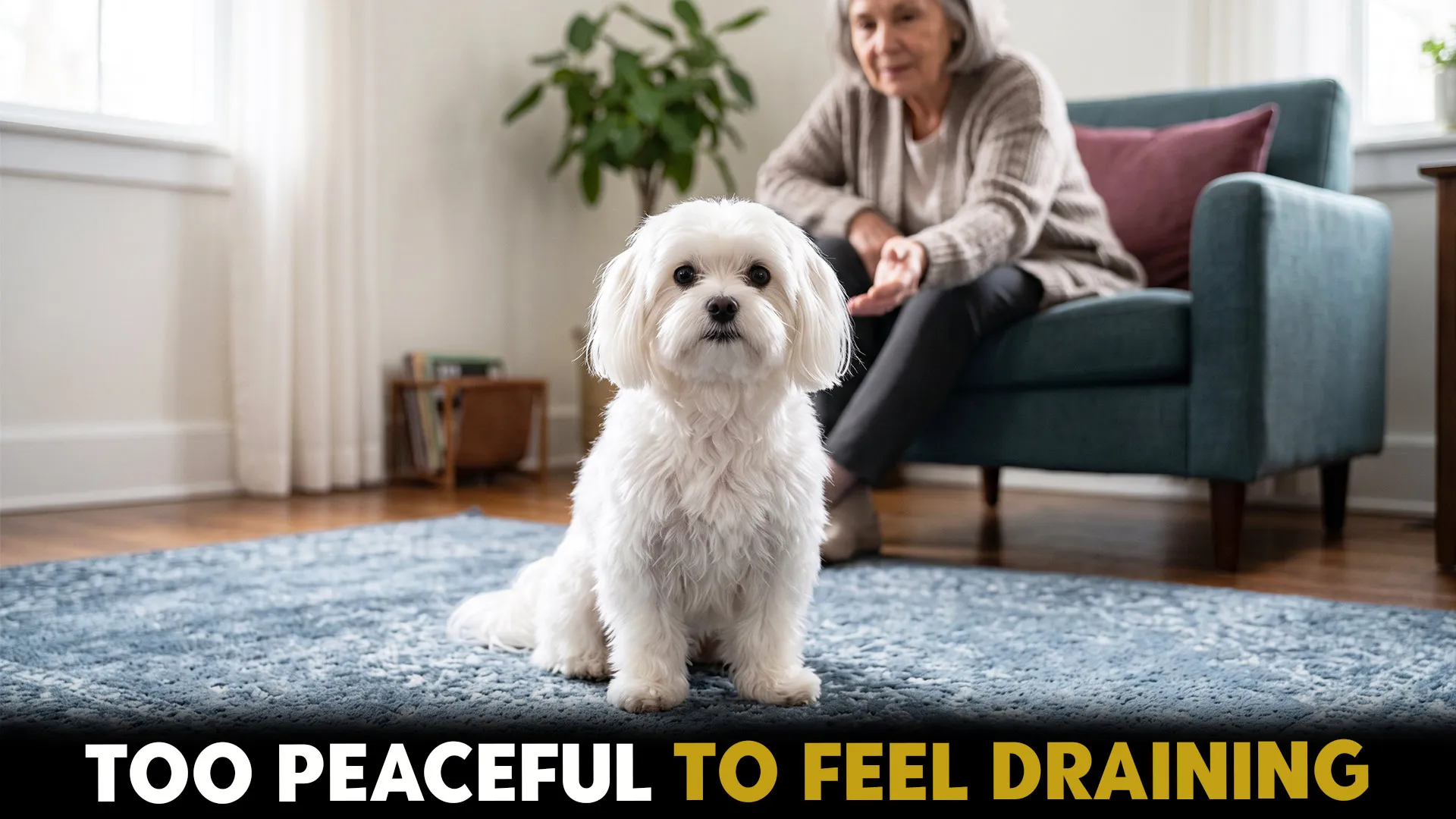 7 Ideal Dog Breeds for Seniors Seeking a Loving Friend