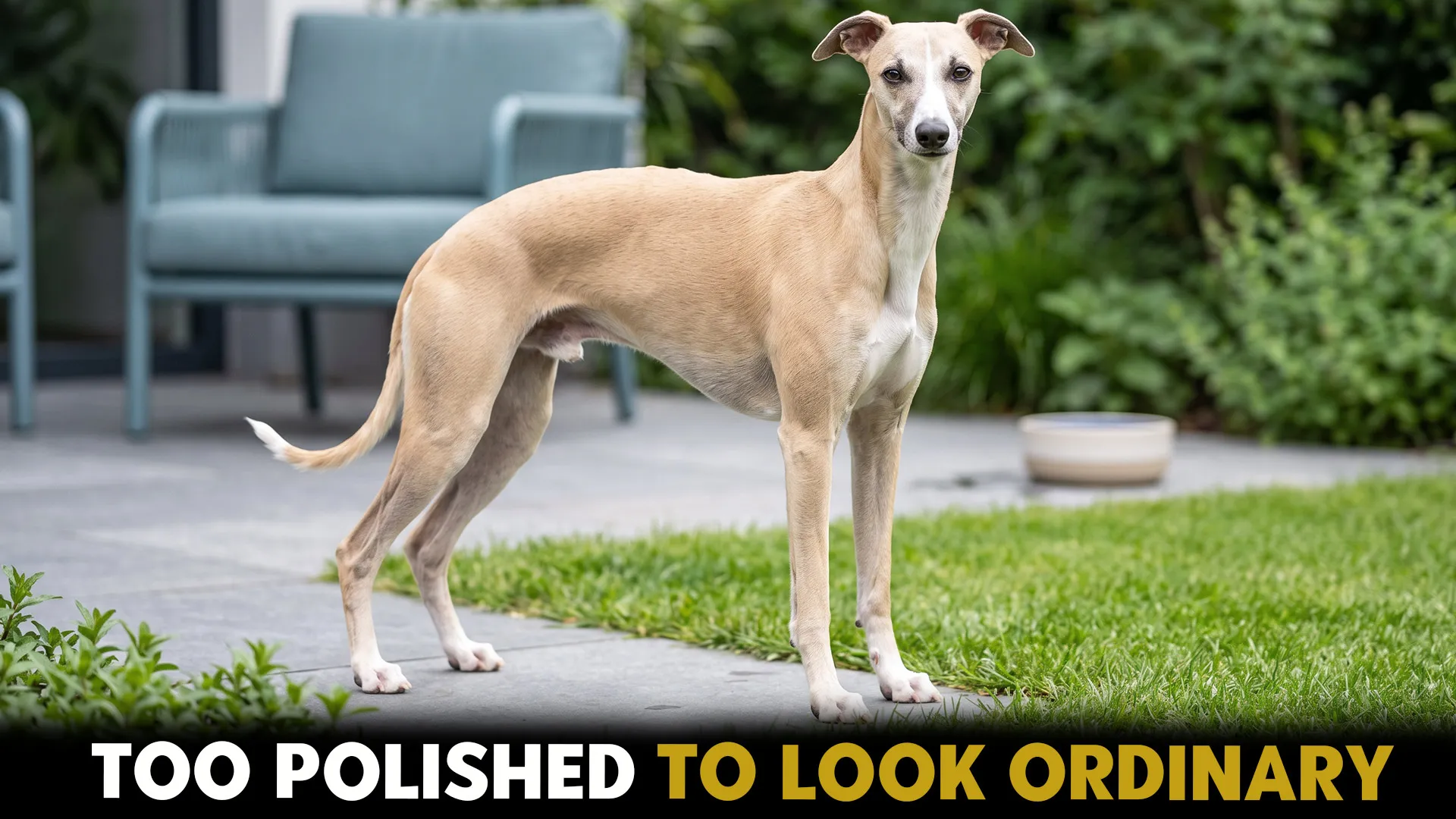 7 Medium-Sized Dog Breeds With Naturally Short Hair