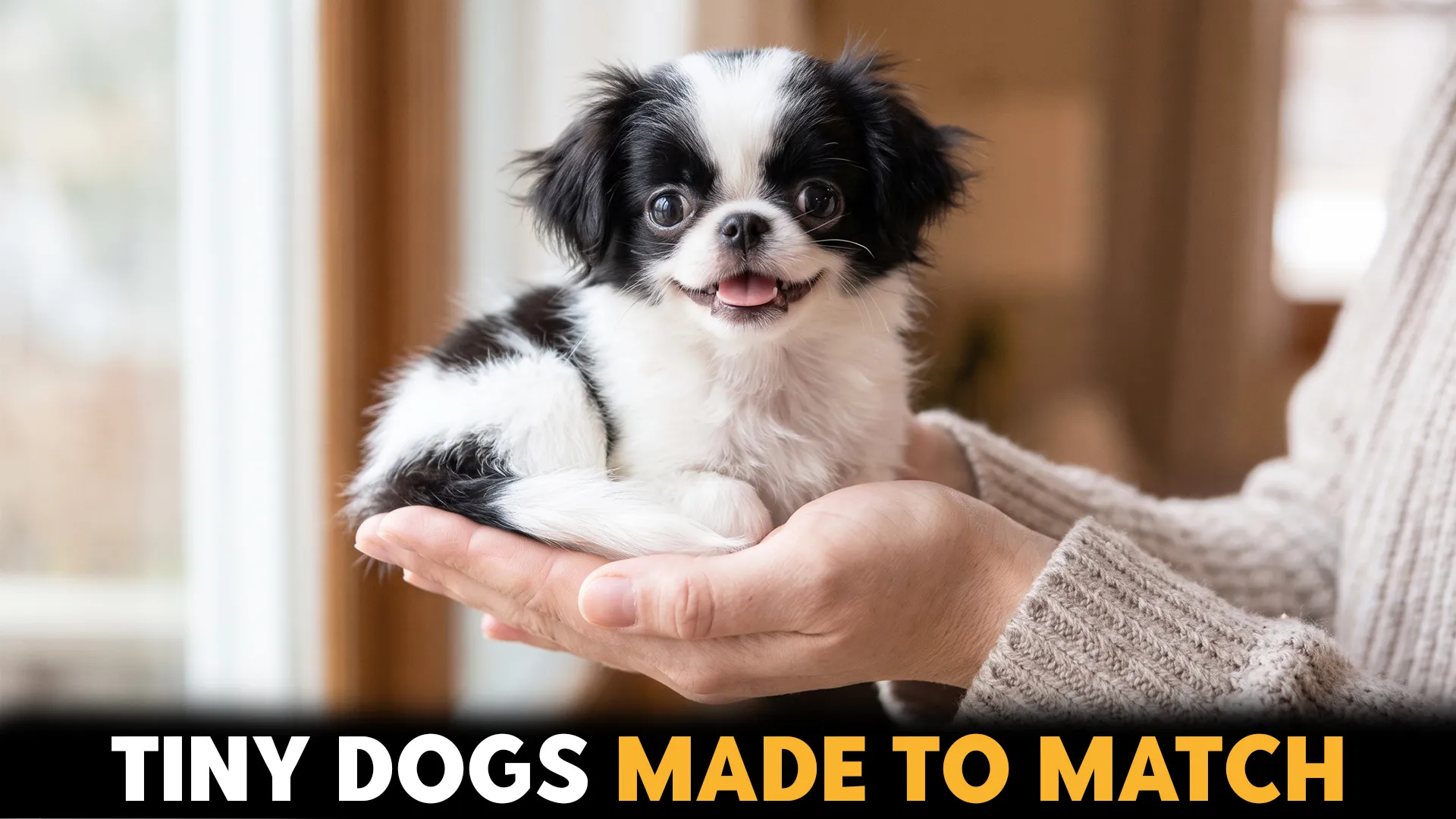 7 Precious Toy Dog Breeds: A Guide to Finding Your Match