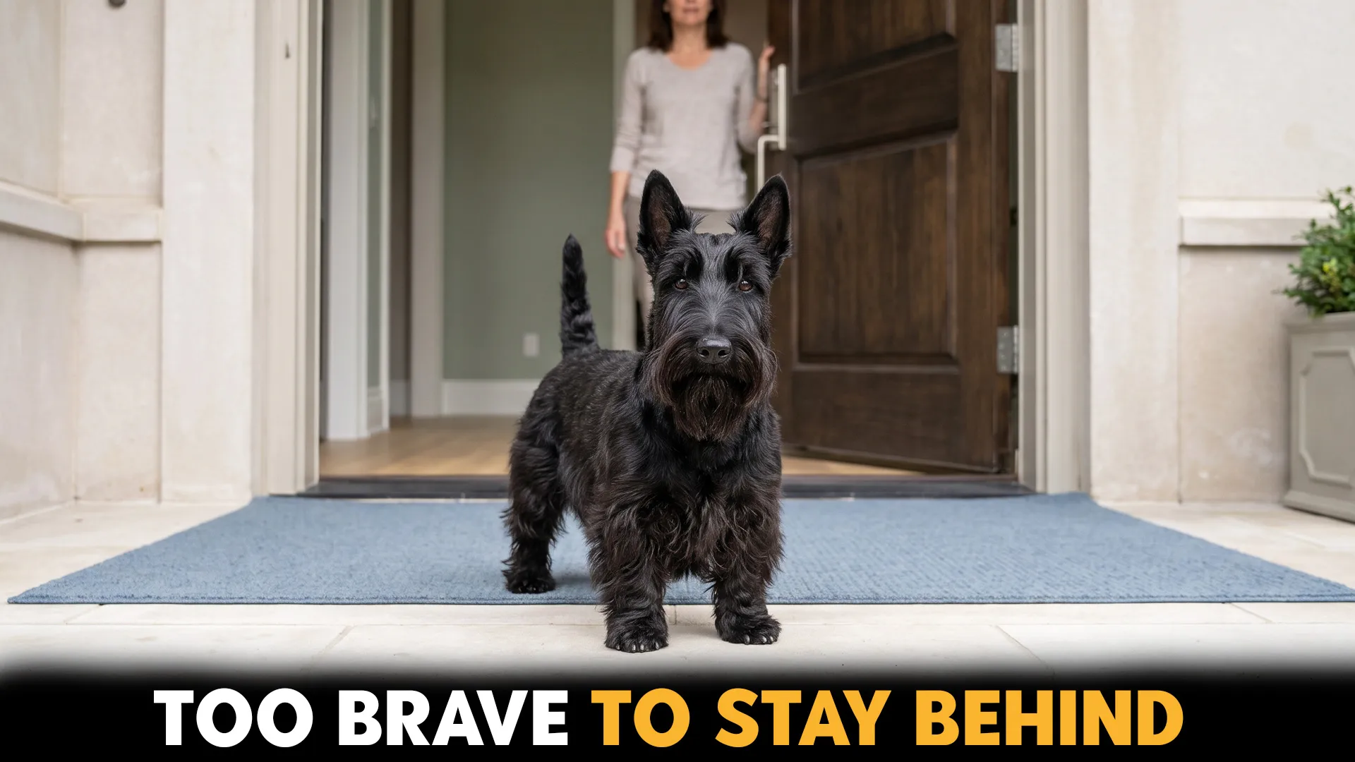 7 Small Dog Breeds That Are Surprisingly Good Guards