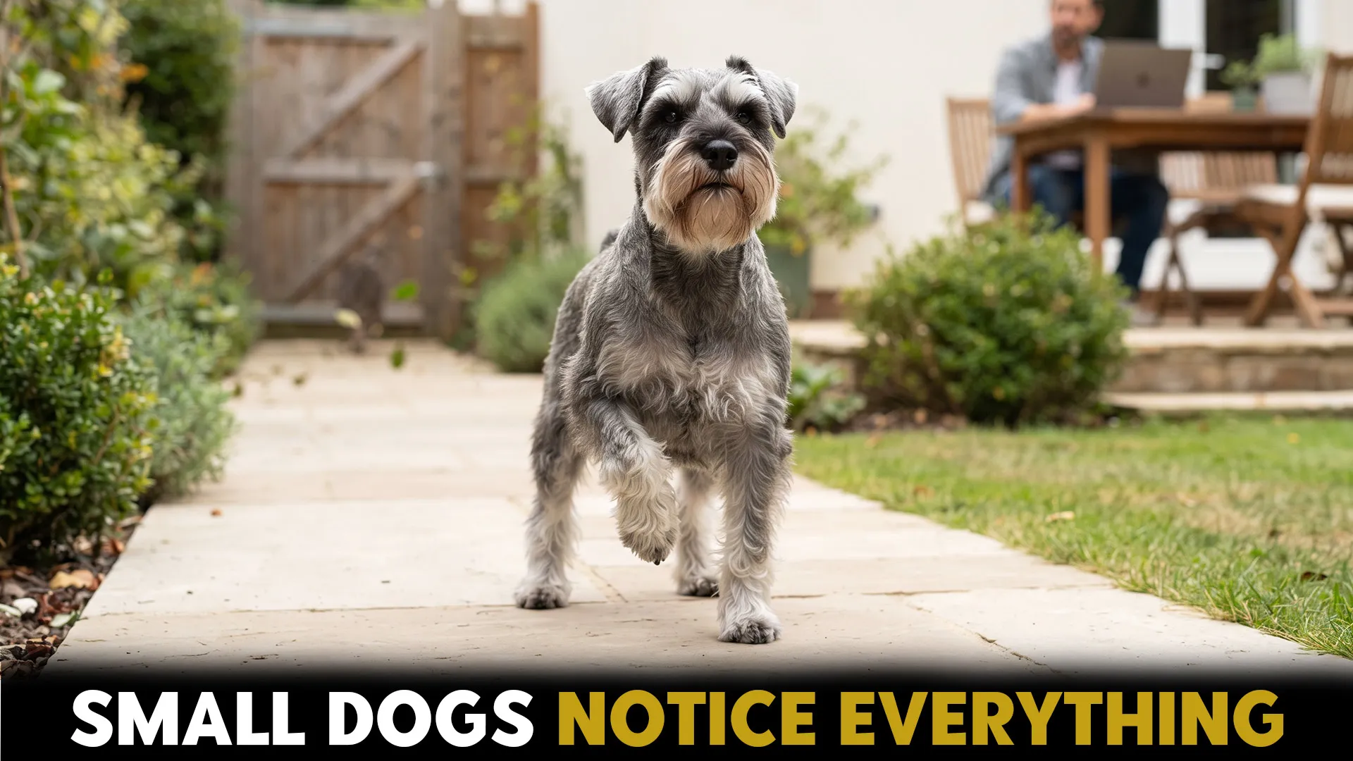 7 Small Dog Breeds That Offer Surprisingly Good Security