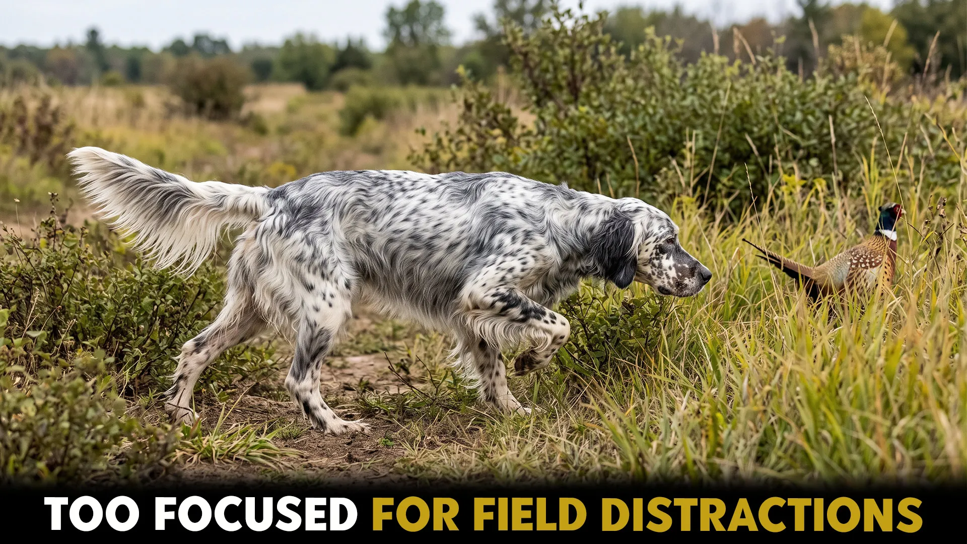 Top 10 dog breeds ideal for tracking and bird hunting