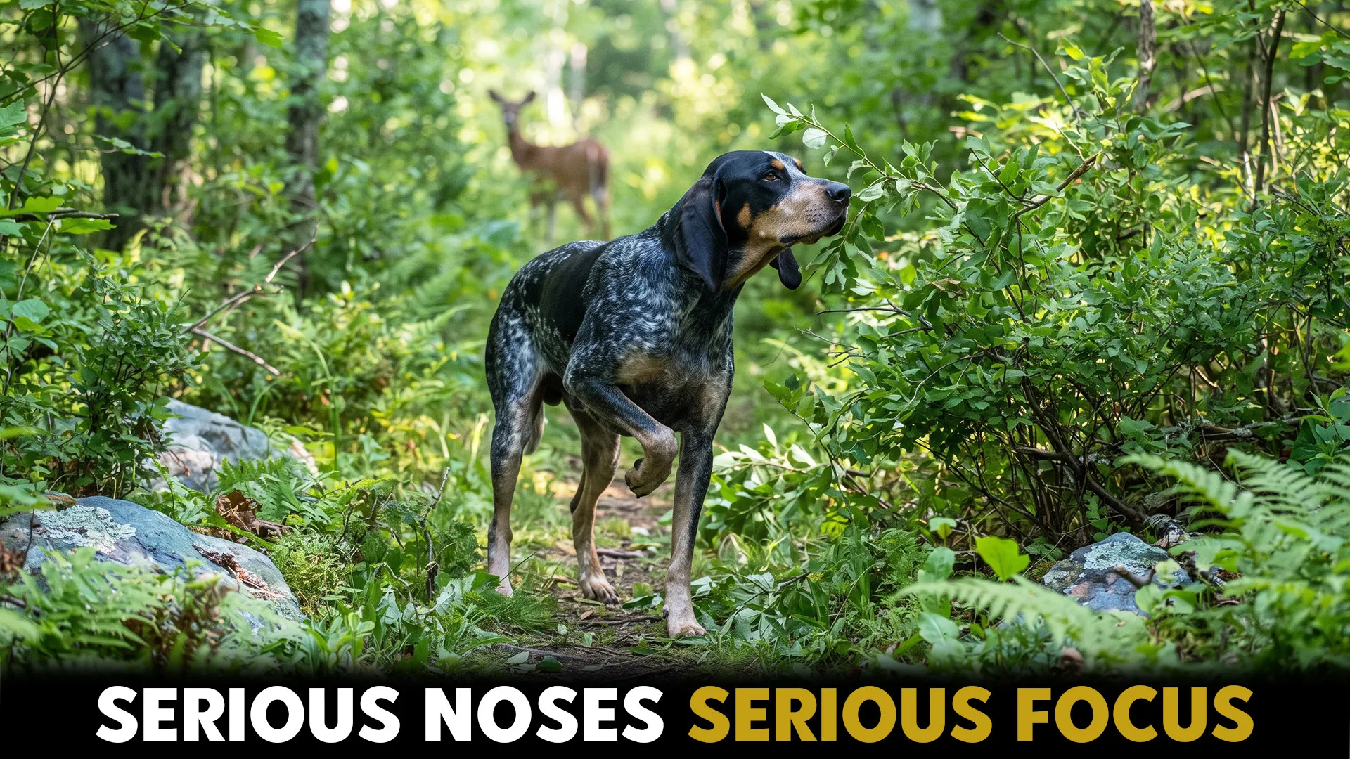 Top 10 Dog Breeds for Finding and Tracking Lost Wildlife