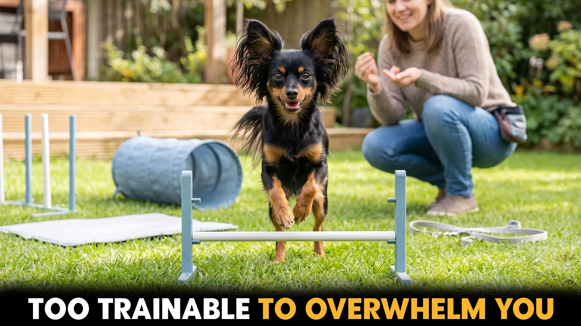 top 10 trainable small dog breeds for beginner owners