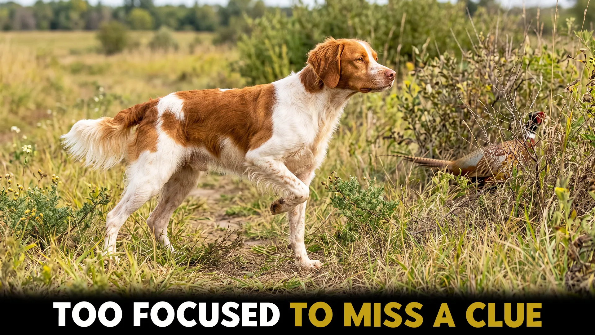 Top 7 Dog Breeds That Locate and Point Game Birds