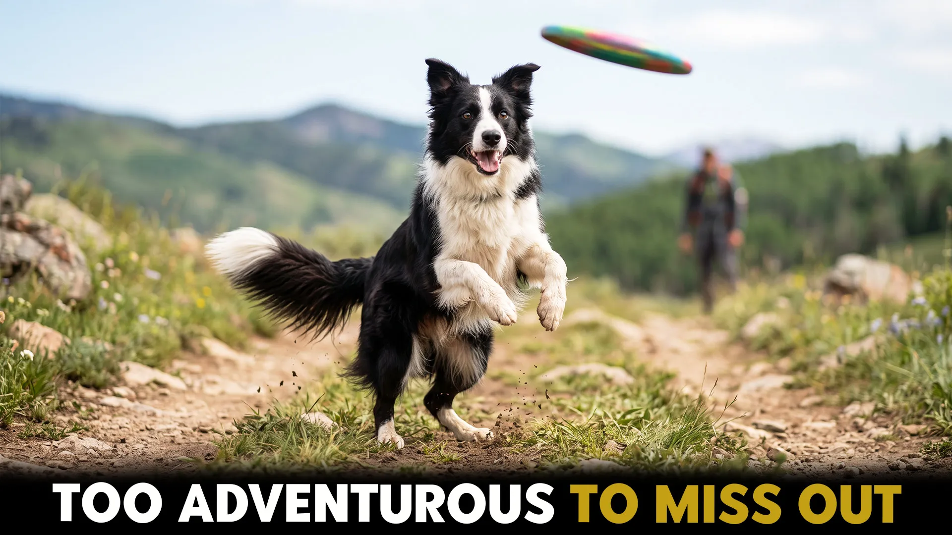 Top 7 Dog Breeds for a Life of Adventure and Fun