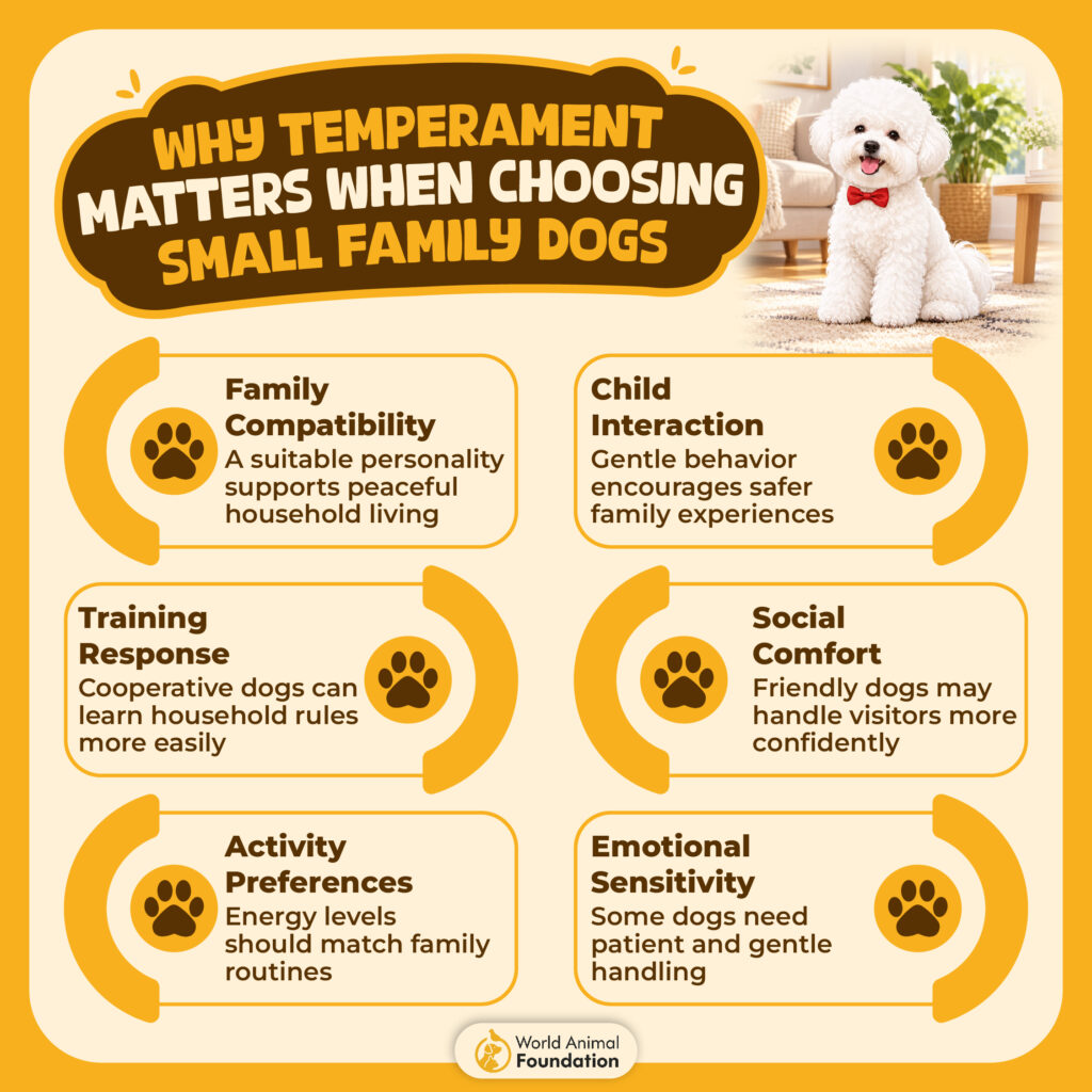 Why Temperament Matters When Choosing Small Family Dogs-01