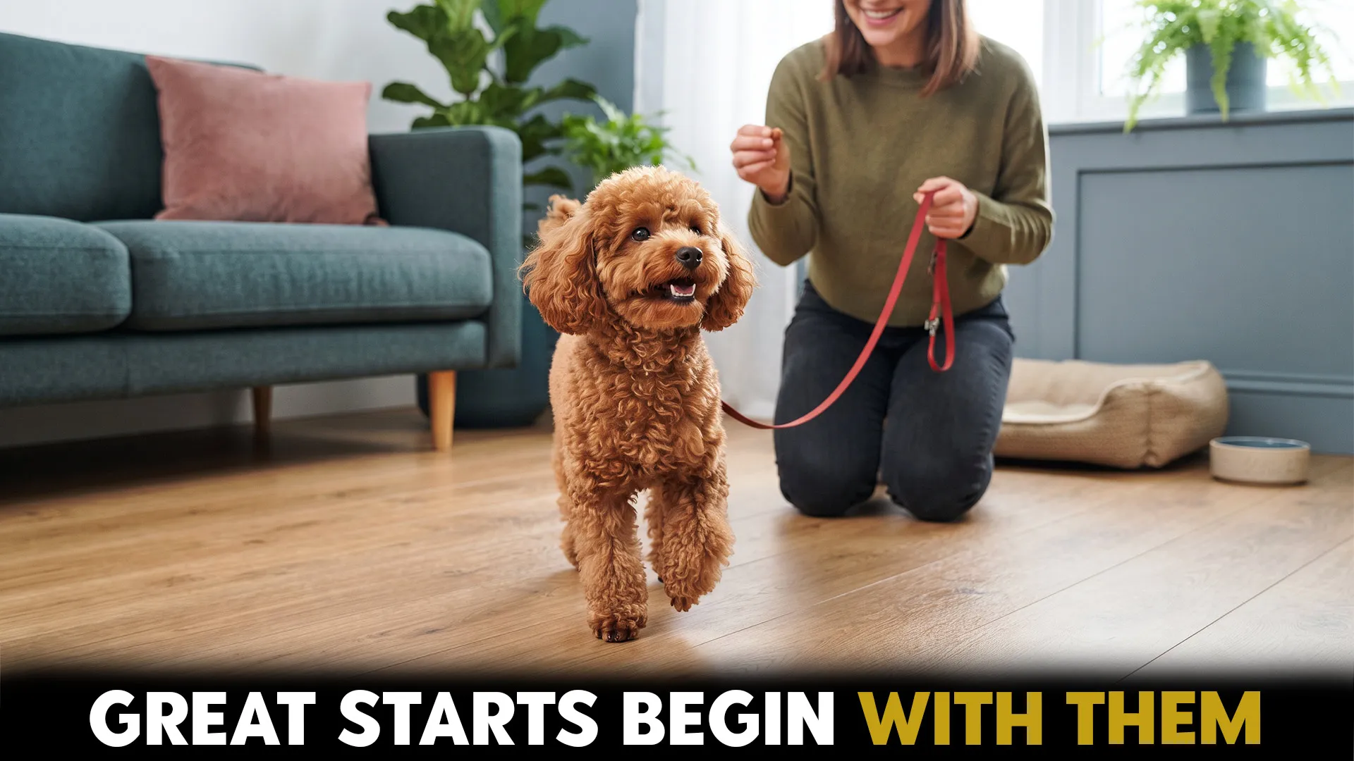wonderful dog breeds suited for beginner pet parents