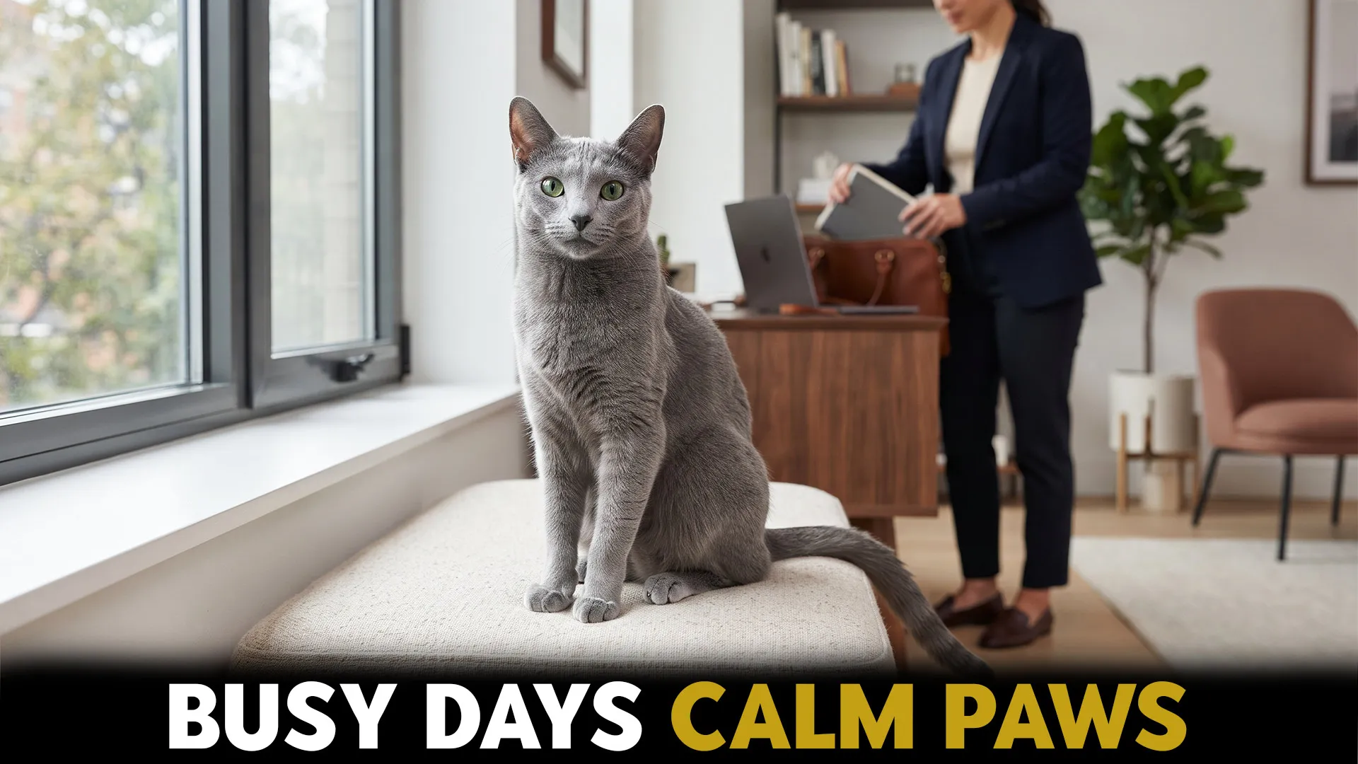 7 Best Cats For Women With Busy Lifestyles