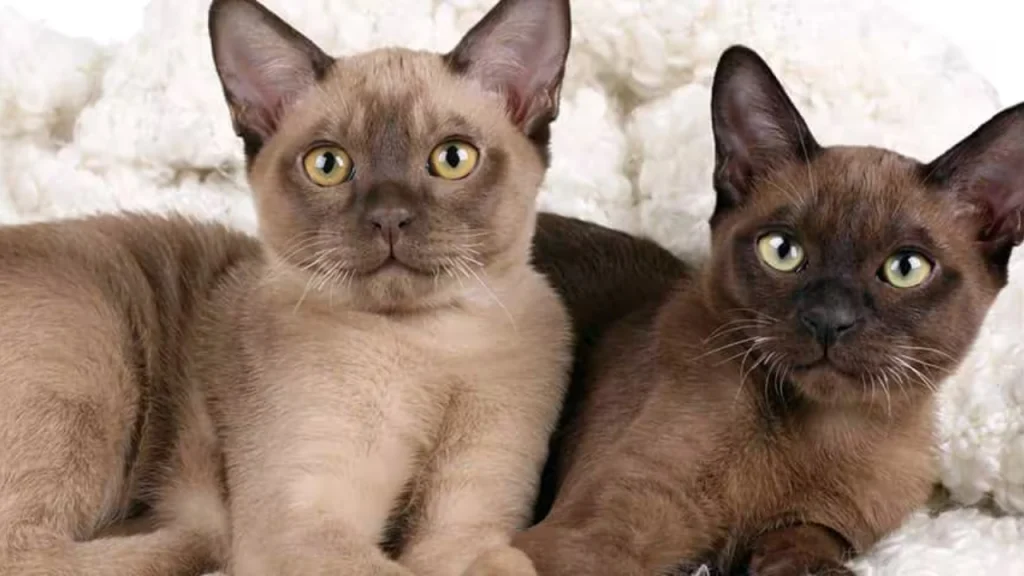 Burmese